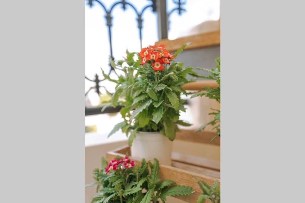 Petunia Garden View * Rhodes City
